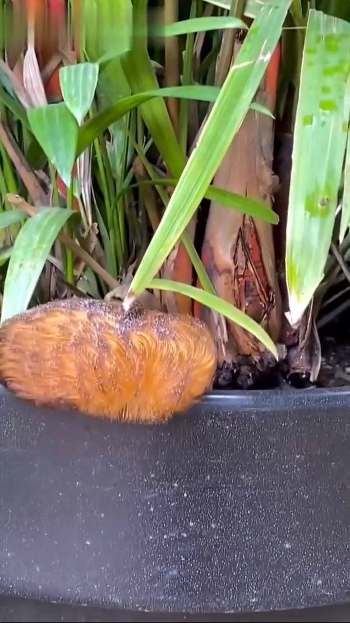 法兰绒蛾幼虫蠕动时就像一坨行走的毛发