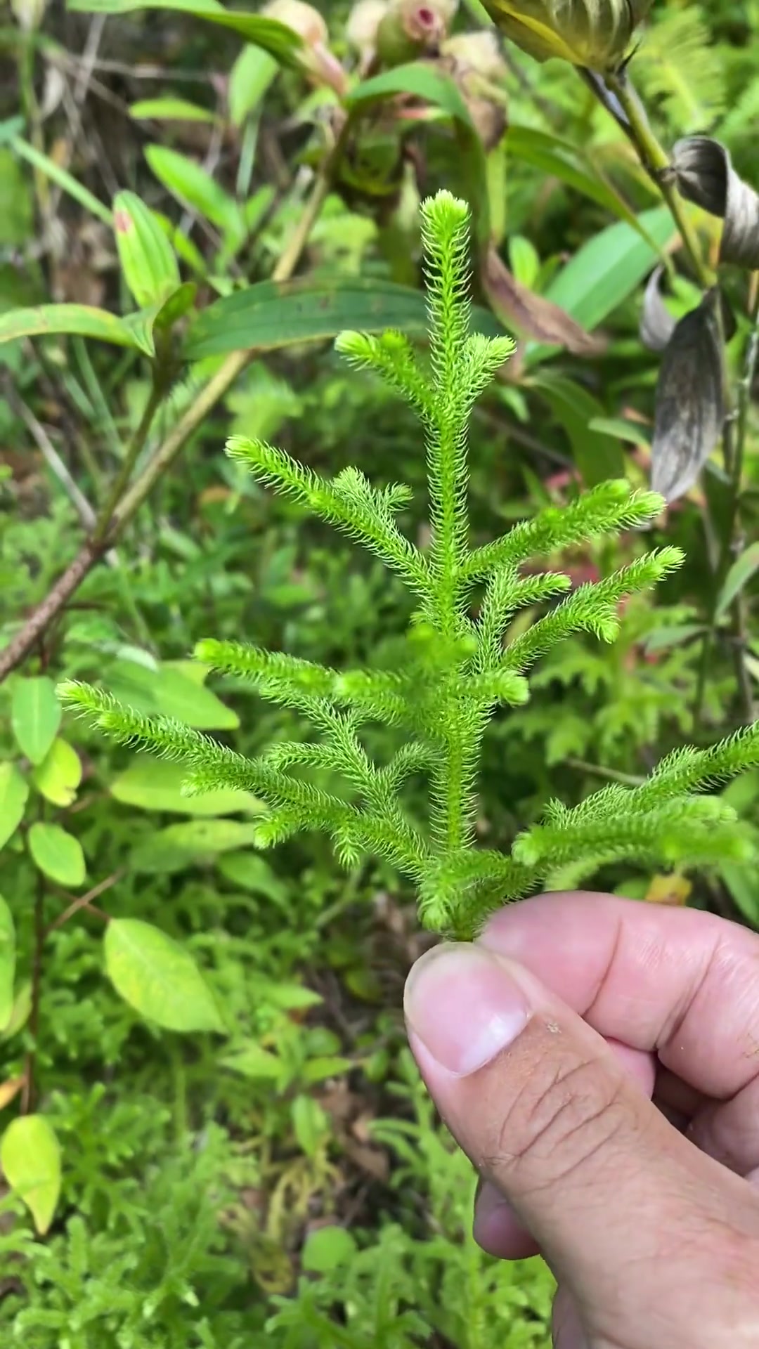 鹿角草又叫伸筋草!