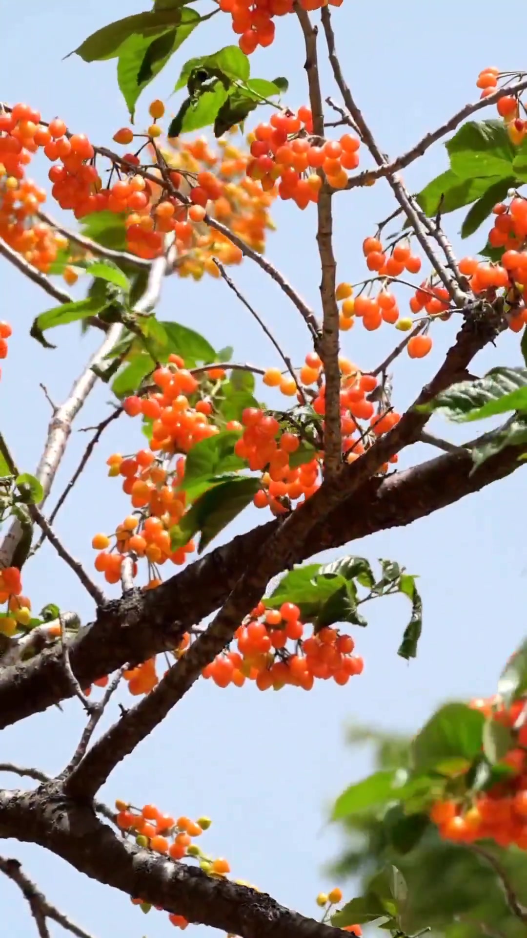 樱桃:花期短,花开一树,色彩独特