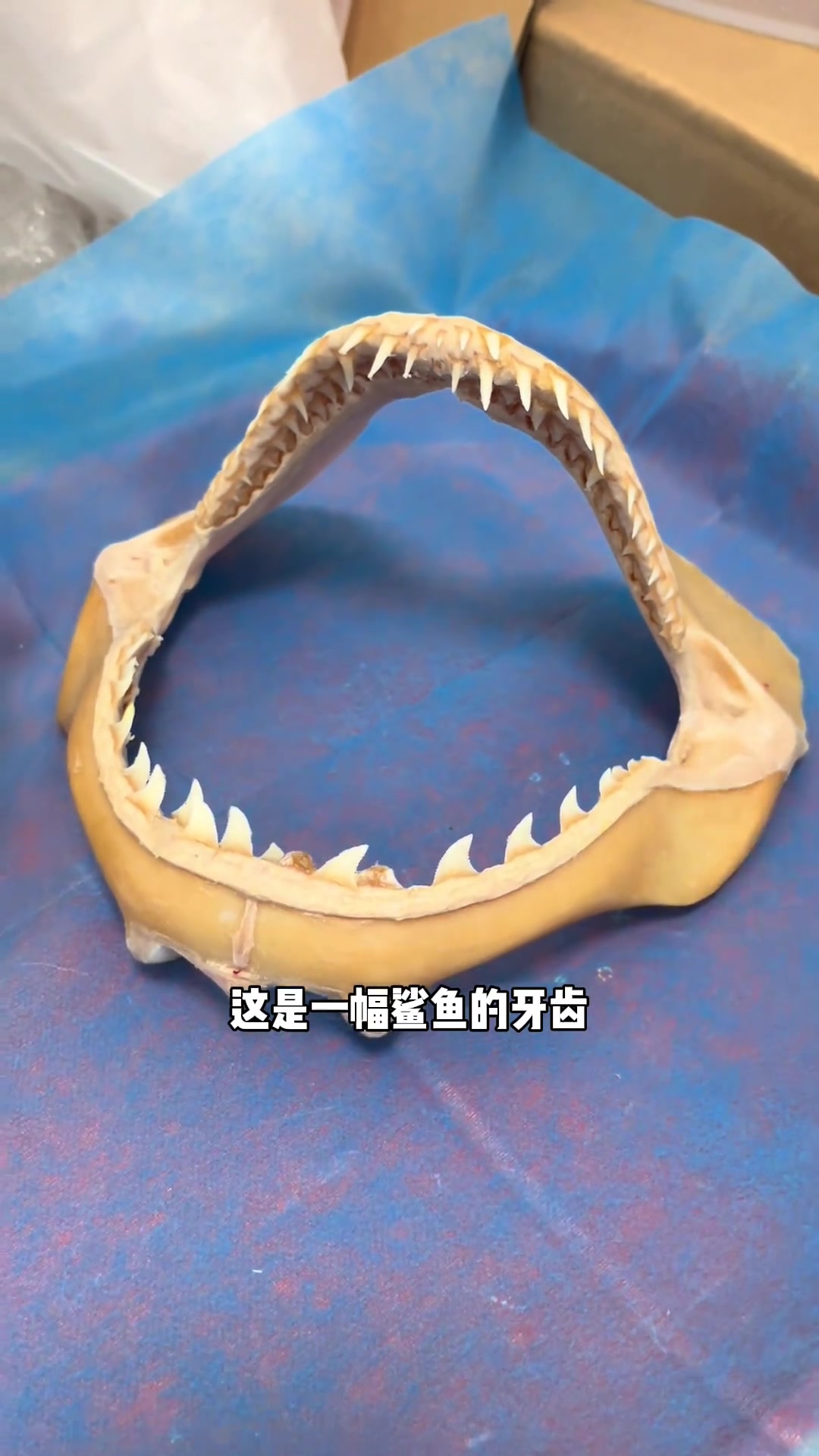 鲨鱼牙鲨鱼为什么老掉牙?