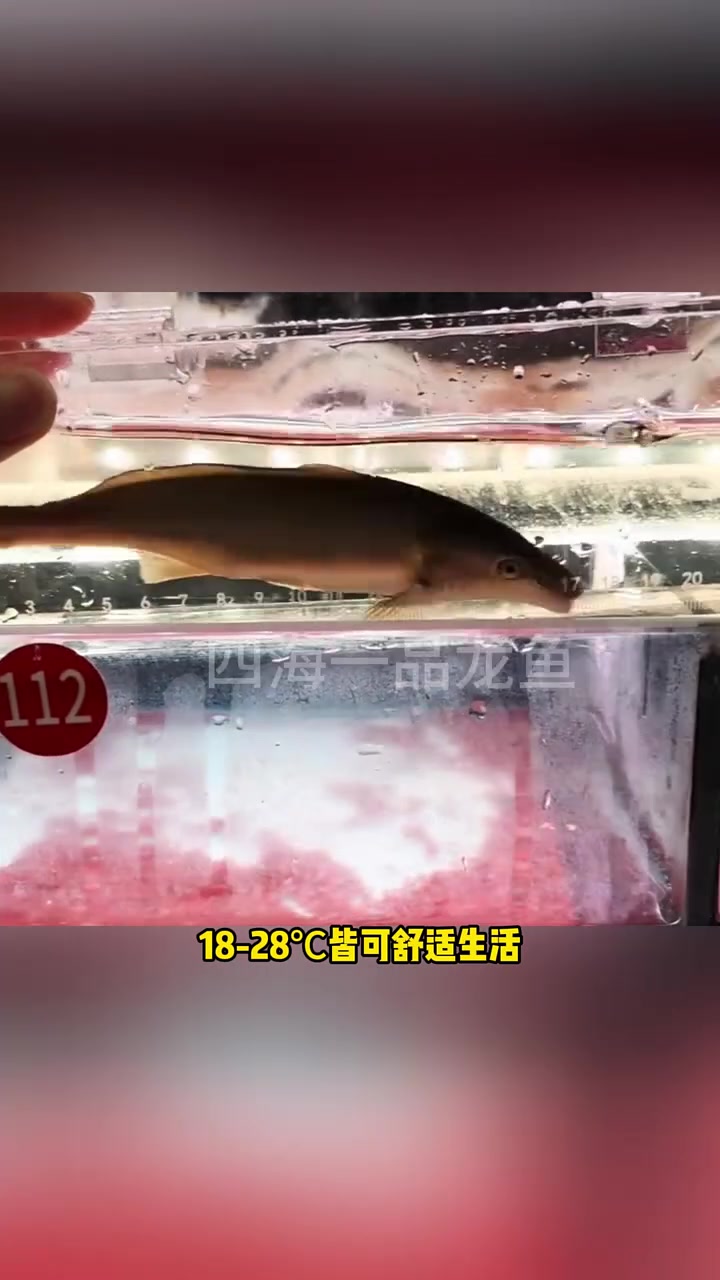 小海豚的卓越优势 水族 观赏鱼