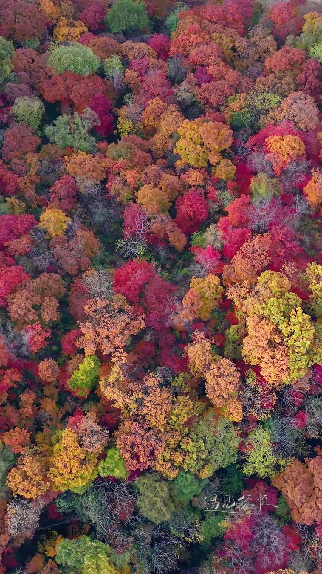抚顺清原秋天风景 这是抚顺的秋天,美不美大家说的算,不要在我评论区