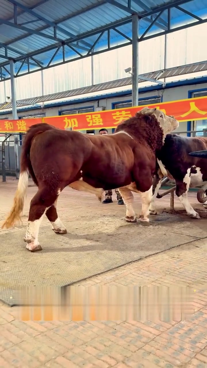 润佳种牛20053,奥系西门塔尔牛真不错