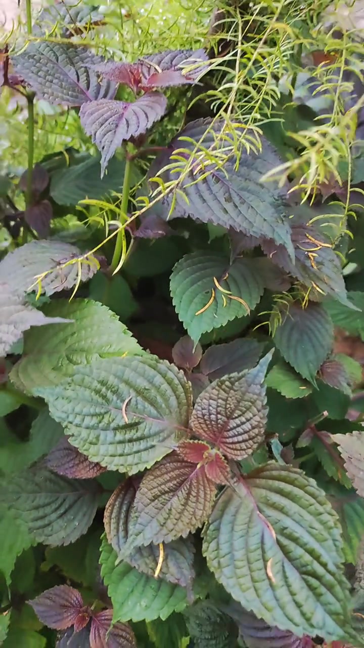 有白苏,红苏,青苏,赤苏,也有大叶小叶紫苏,皱叶紫苏