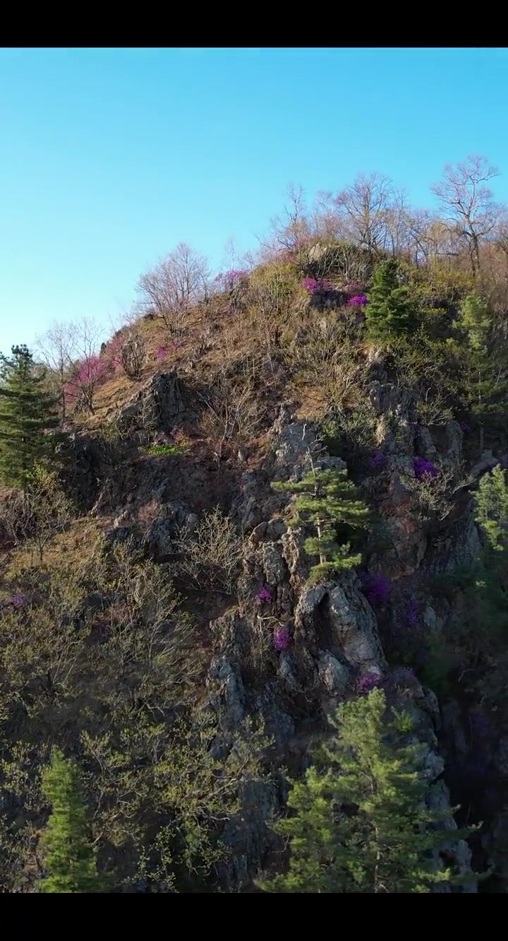 东方红奇源林场的花砬子山上映山红开啦!