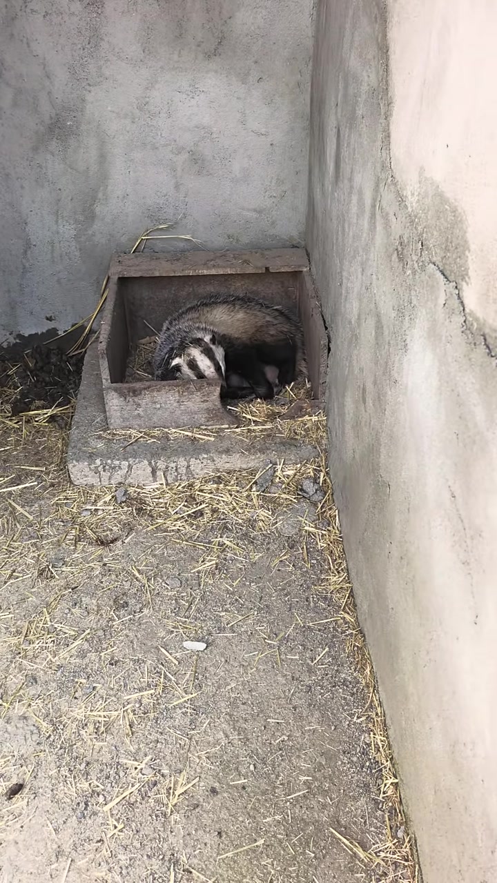 轻松开启高效的獾子养殖之旅!