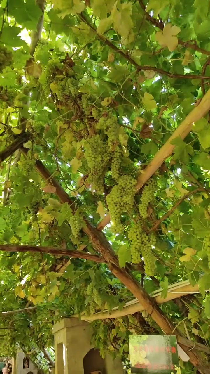 吐鲁番葡萄沟葡萄种植