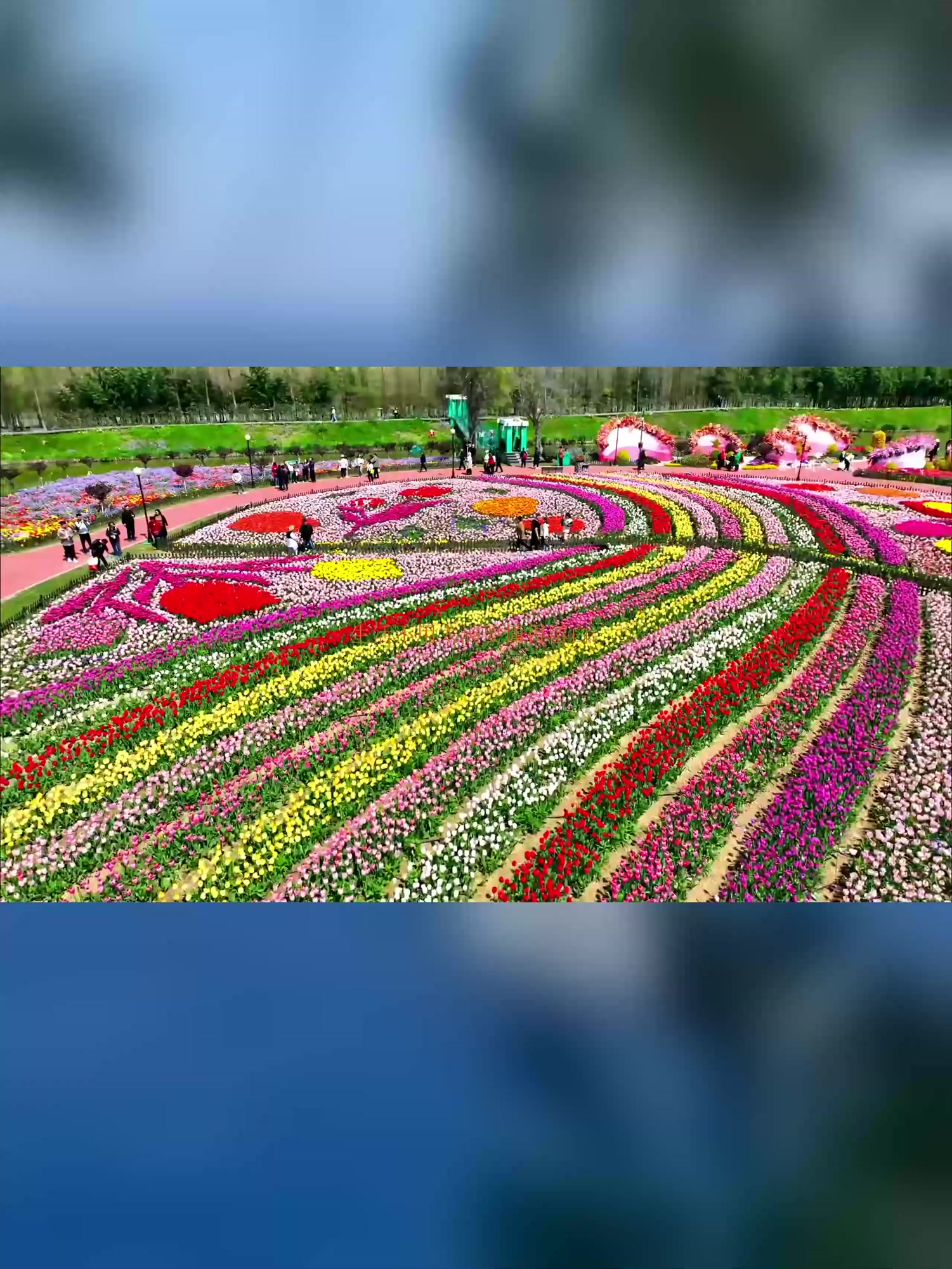 秋季游玩,带你进入荷兰花海,每一帧画面都芬芳着你的心扉,浪漫