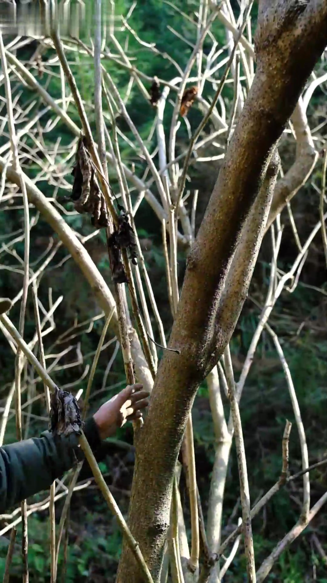 采药分享:今天分享一棵"接骨丹"给大家认识