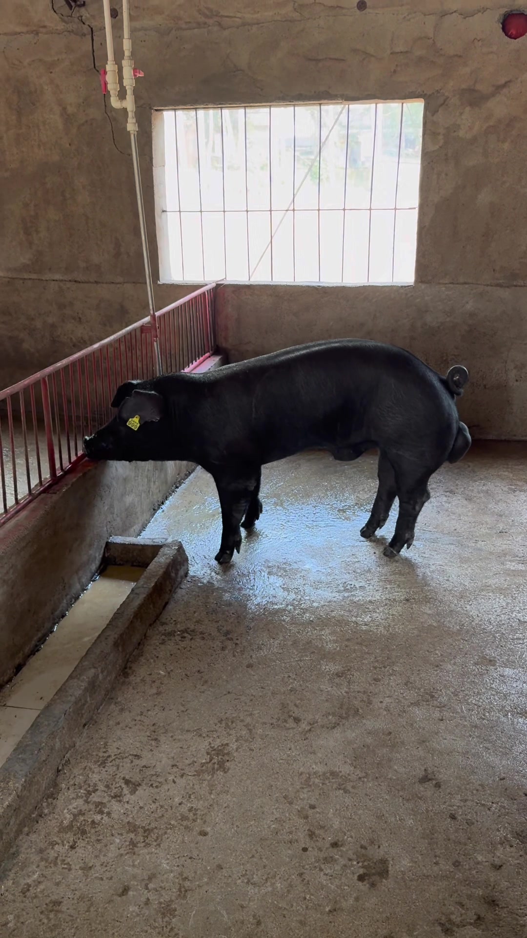 国寿黑金刚种公猪