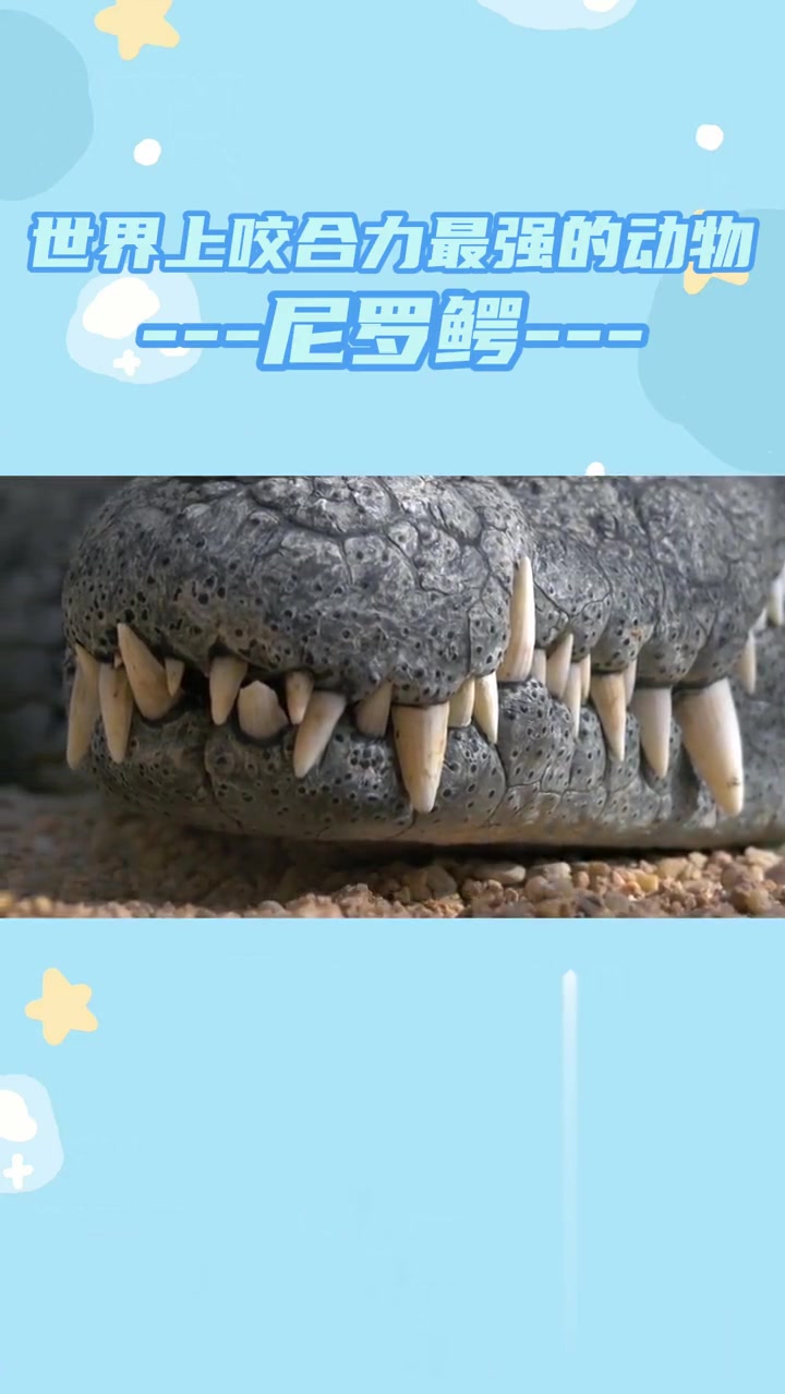 尼罗鳄:世界上咬合力最强的动物