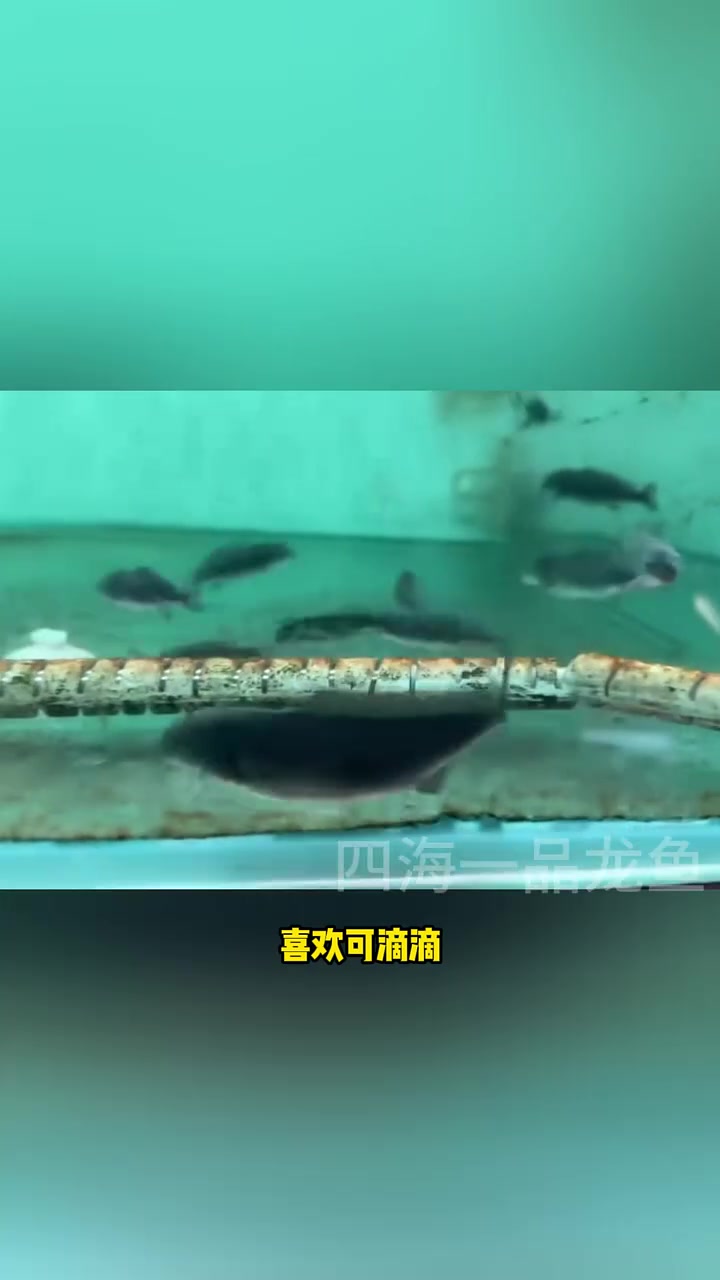 悦动小海豚 水族 观赏鱼