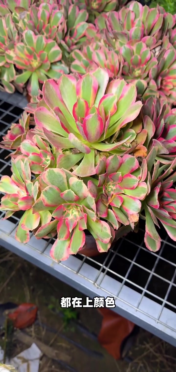 粉女郎法师花花型惊艳!限时福利抢先入手,家里养一盆超吸睛!