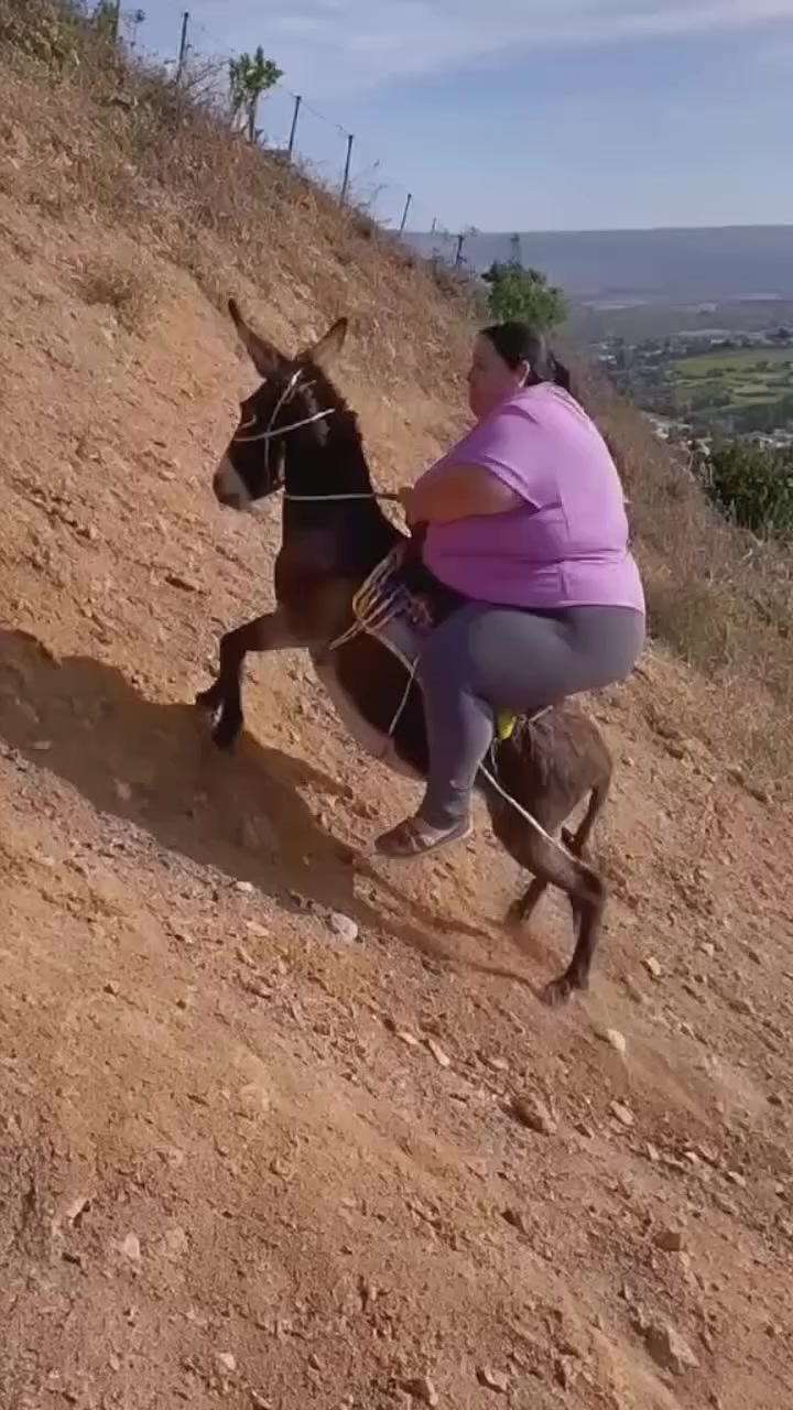 印度大美女骑驴上山你到时上去啊