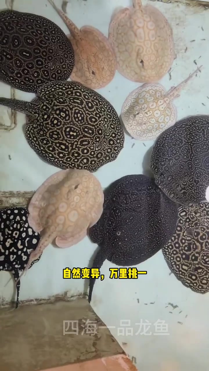 白子魟鱼 水族 观赏鱼