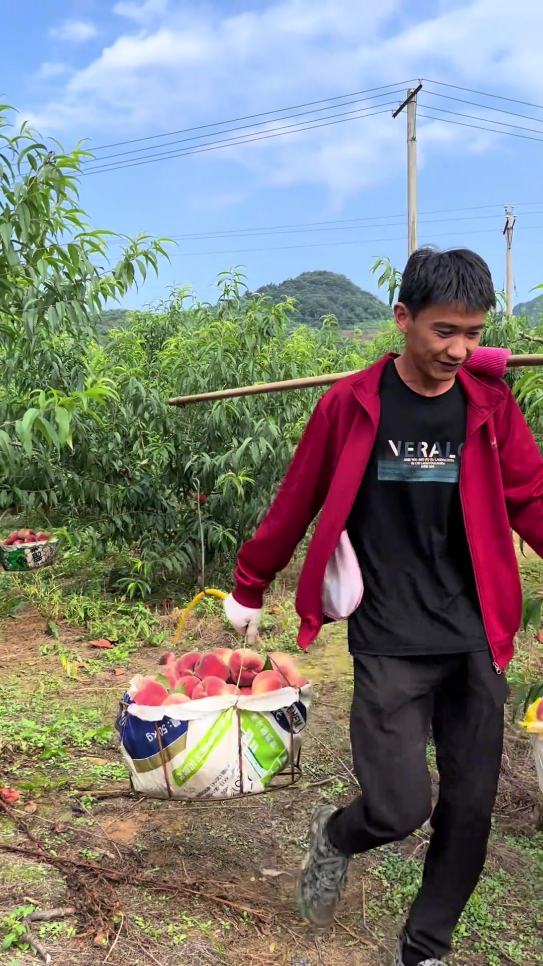 辽宁丹东河口村丰收季,满树燕红桃硕果累累