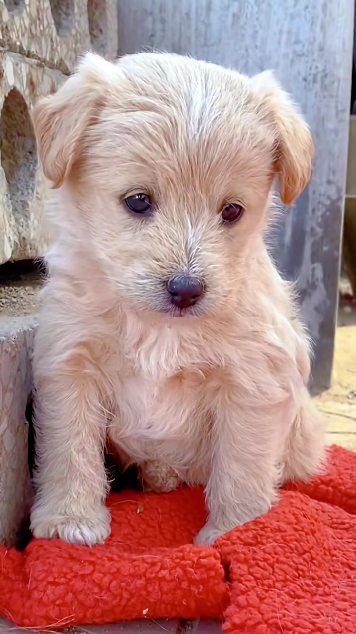 那些柯基串串们