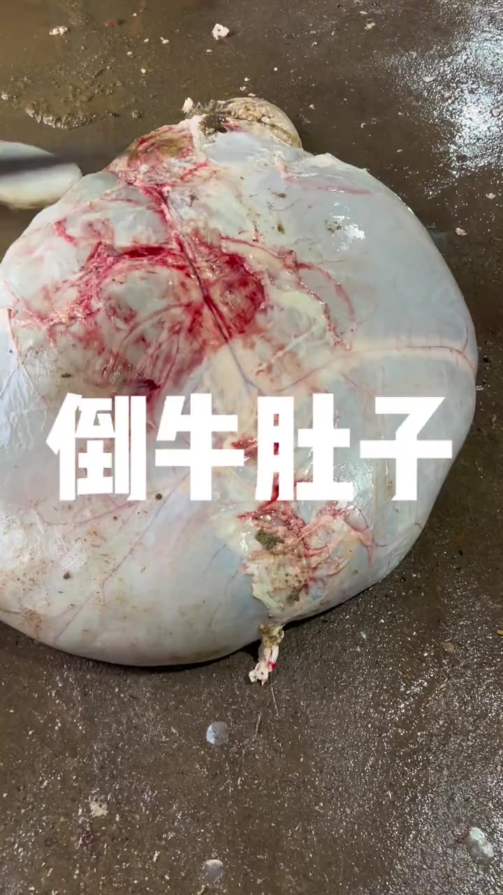 令人惊奇的倒牛肚子现象!