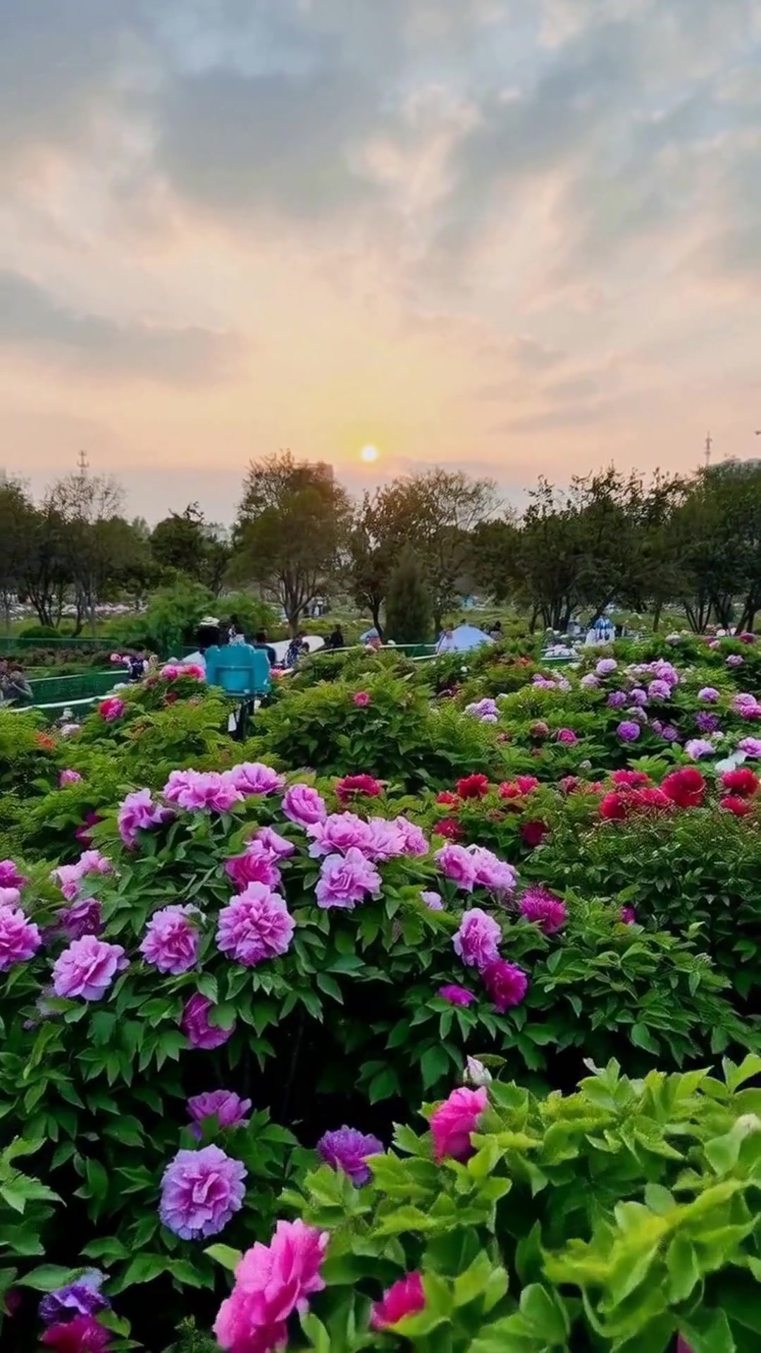 洛阳牡丹花海必打卡4大景点!错过再等一年