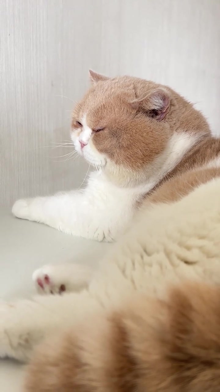 睡不醒的小胖猫来了