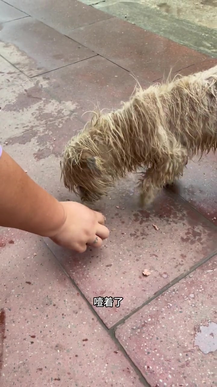 取快递的时候救助的小家伙,被雨淋的落汤鸡