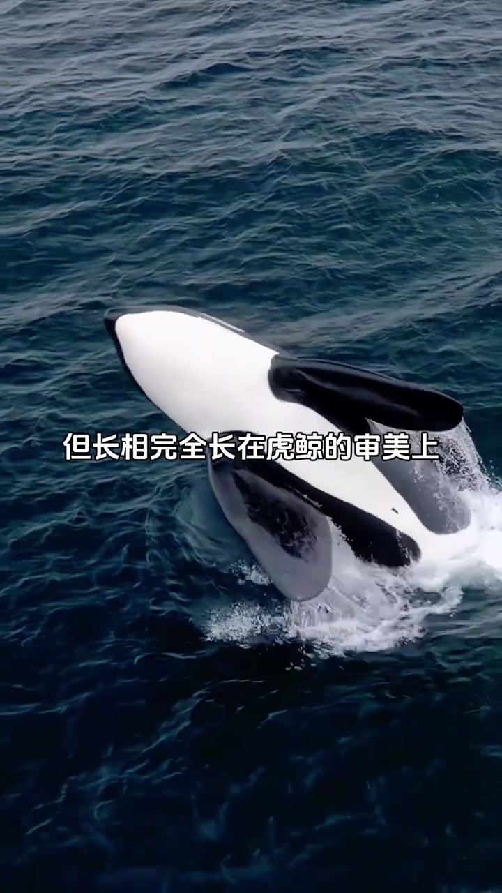 虎鲸为什么不攻击人类,它们和人类有什么特殊关系?为什么在线