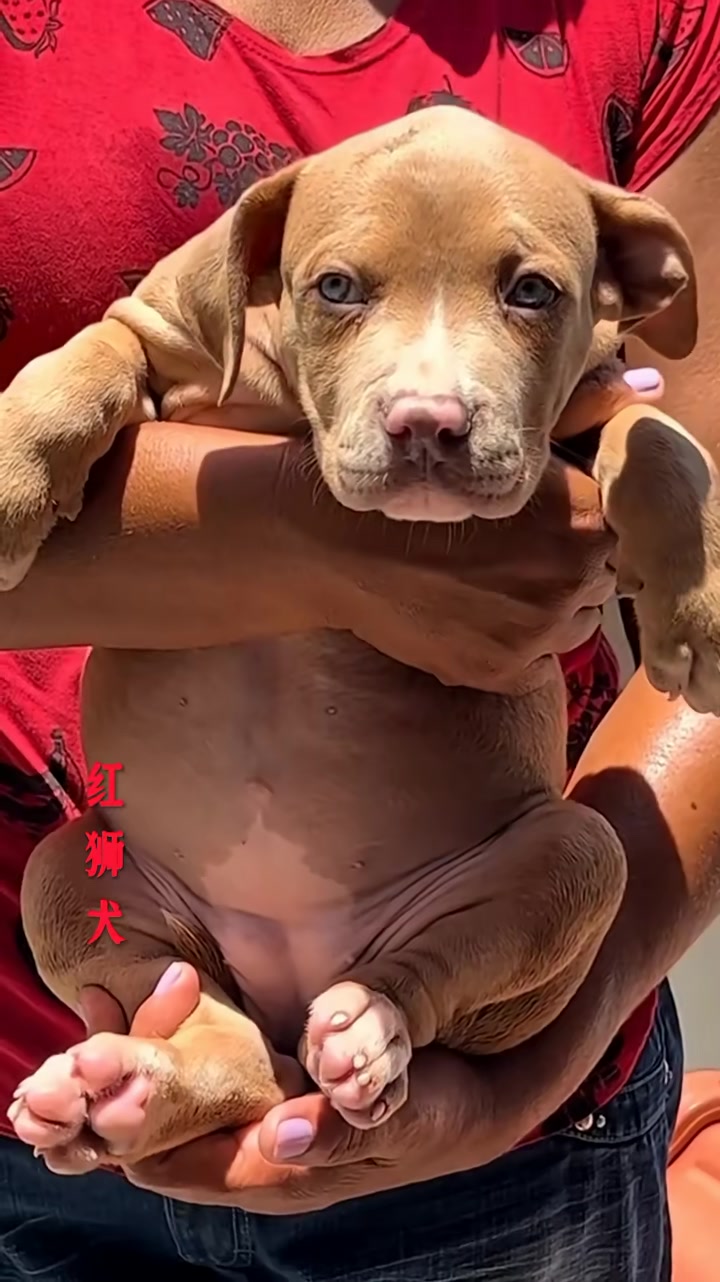 硬汉猛犬小的时候,属实是不好惹