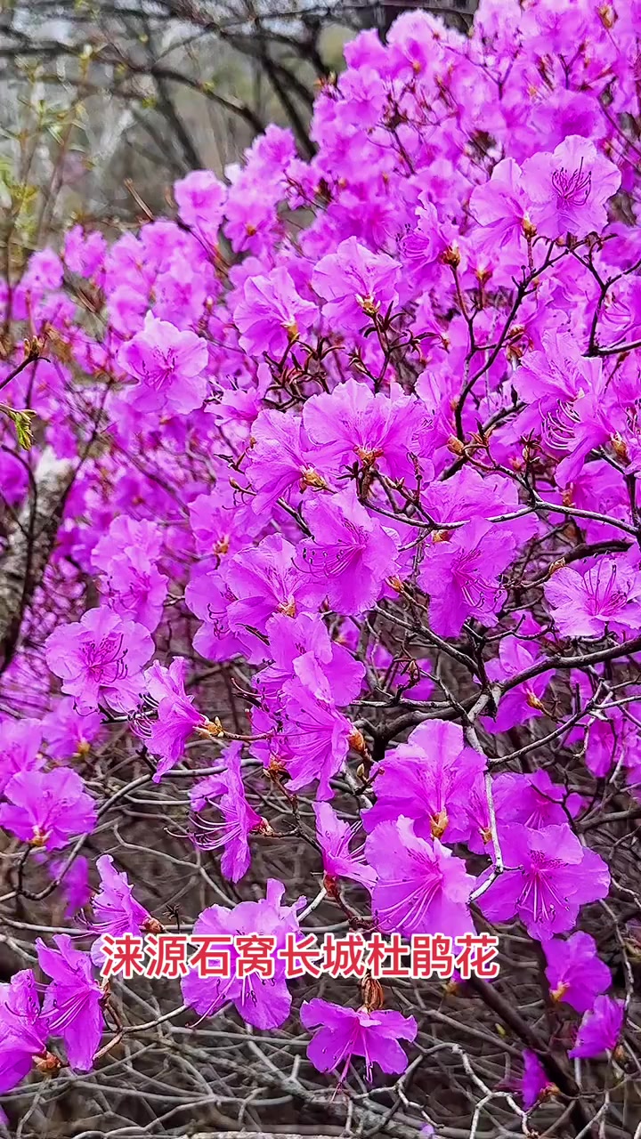 涞源石窝杜鹃花长城