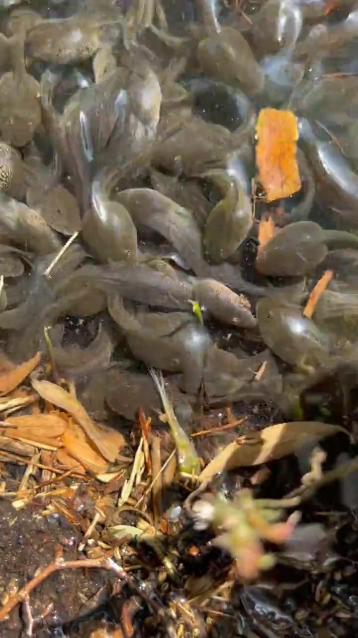 发现一只透明蝌蚪,与东北林蛙养殖有关