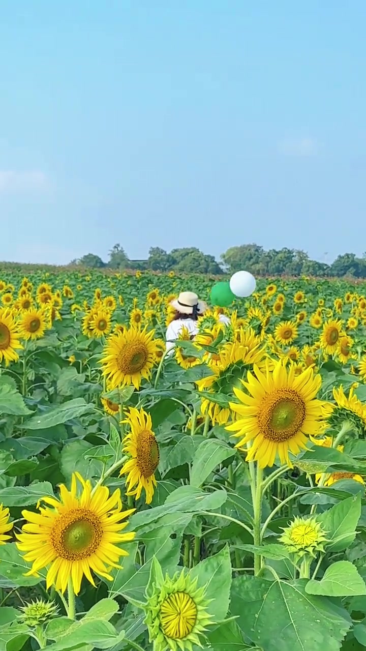 白市驿驿路花田,向日葵花海