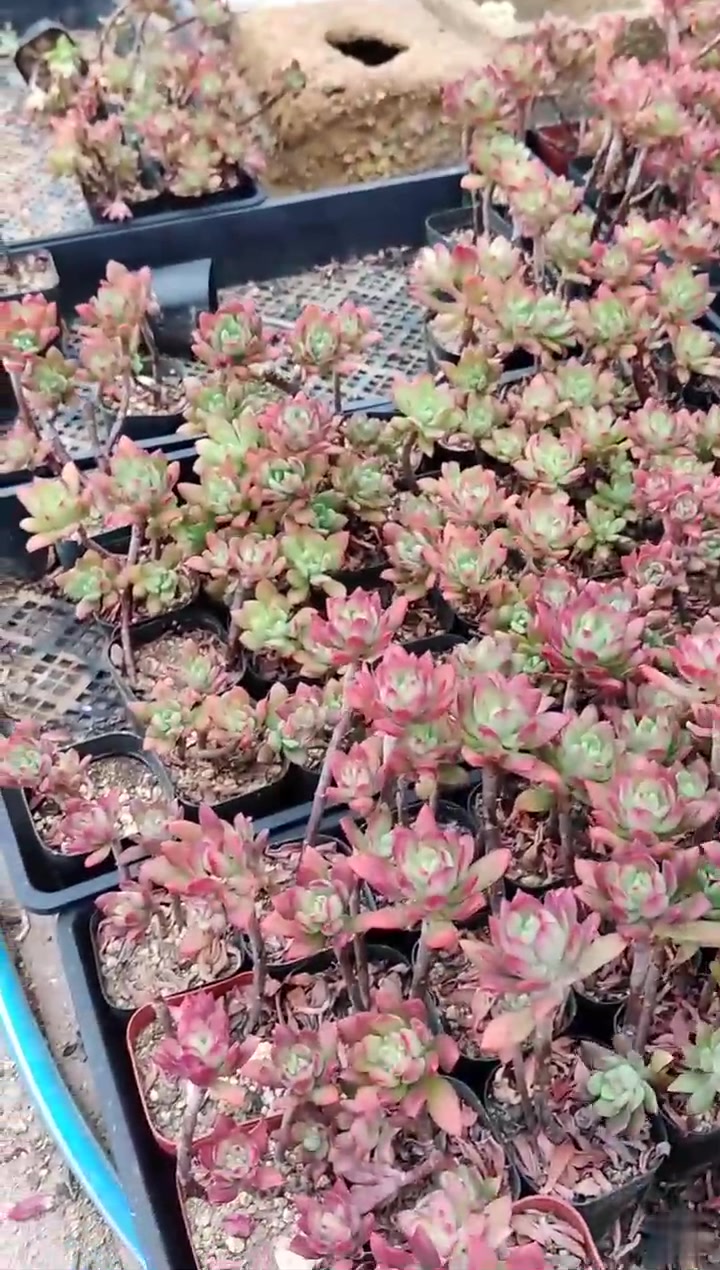 多肉植物红稚莲,积压3000盆