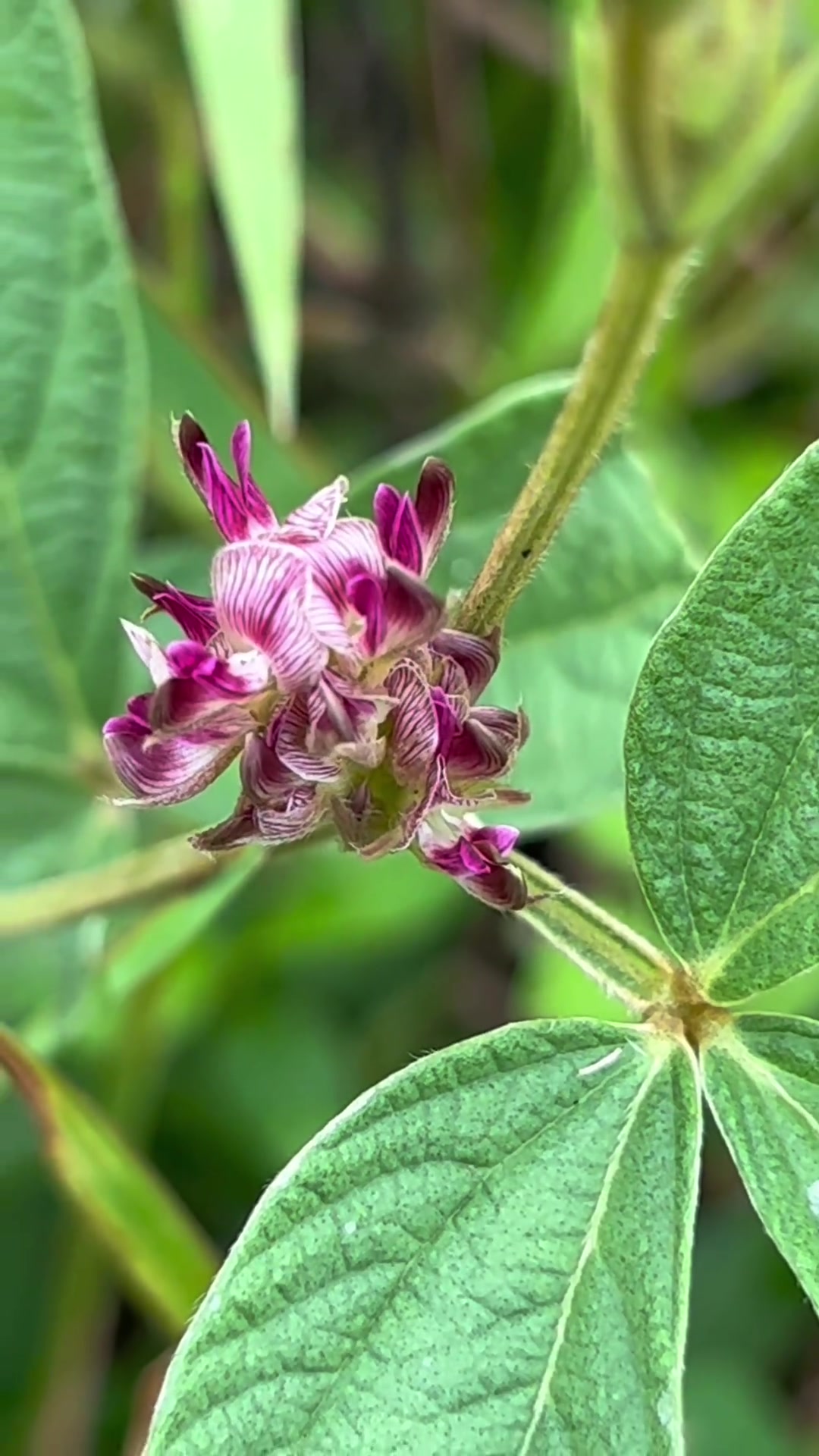千斤拔又名一条根,老鼠尾,分大叶小叶,你认识吗?