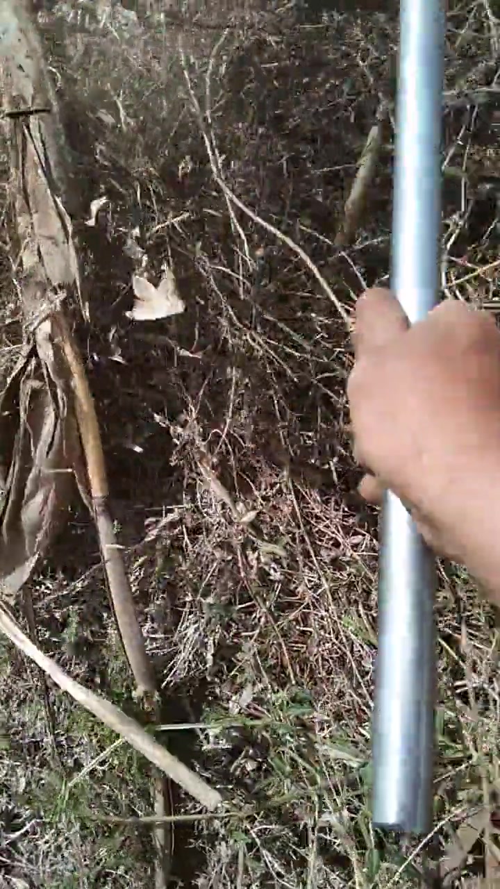 小叶拉拉秧.茜草根通货三十一斤.水洗晒干去头.有的私聊.越多越好