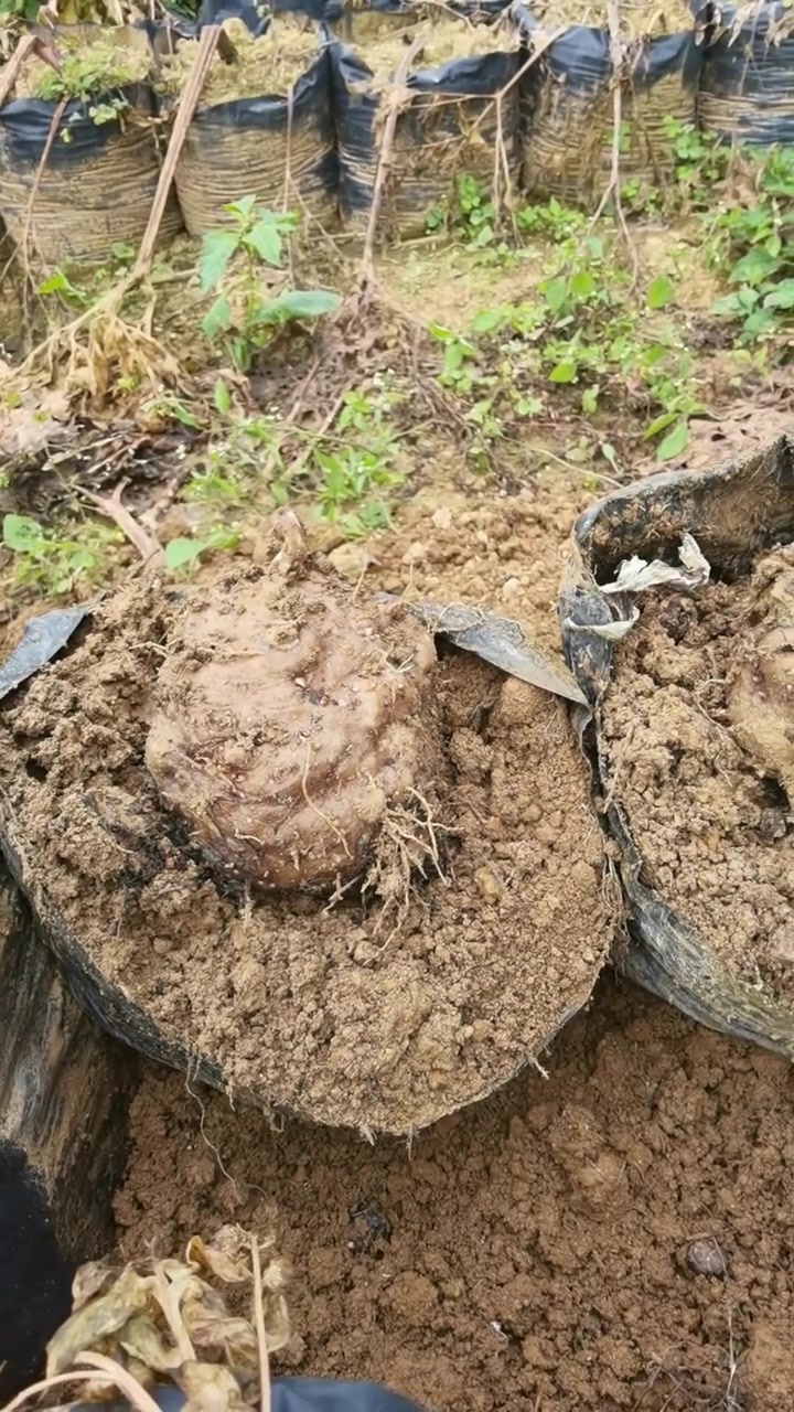 《一枝红》营养袋魔芋种植基地