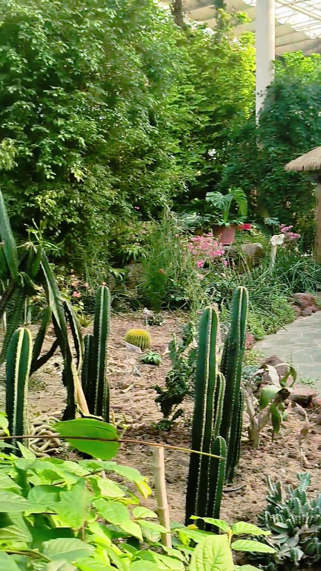 徐州植物园热带雨林,温室大棚
