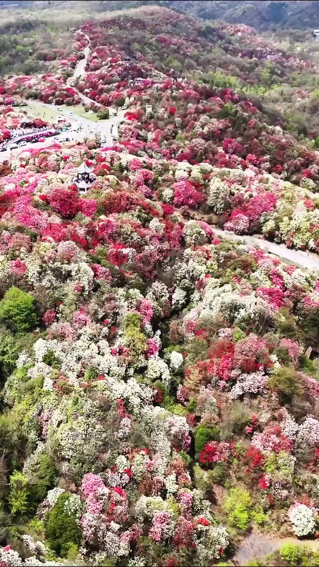 贵州毕节百里杜鹃林成绚丽多彩花海景观