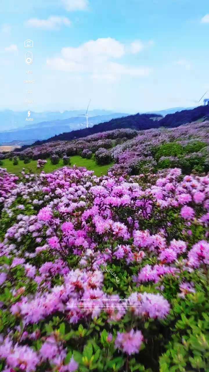 乌蒙大草原高山杜鹃开了 4万亩花海美到像壁纸